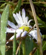 Gaensebluemchen-vom Winde verweht.... (2) v.webp