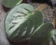 Usambara Veilchen (3) v.webp