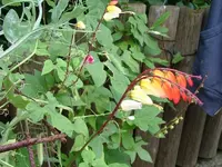 Unbekannte Kletterpflanze.webp