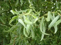 KorkenzieherDSC01859.webp