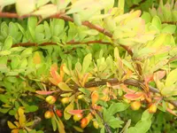 WeißdornDSC01856.webp
