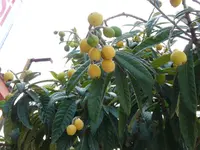 P1030541.webp