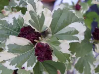 022.webp