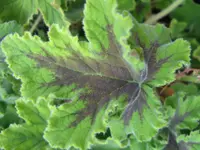 023.webp