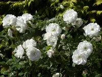 Blumen 024.webp