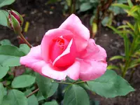 SA500369.webp