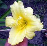 SA500377.webp