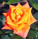 SA500391.webp