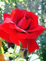 SA500430.webp
