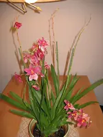IMG_2487.webp
