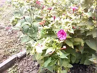 8195.webp
