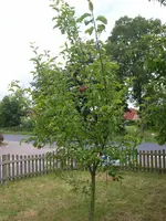 P7131973.webp