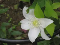 001.webp