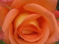 019.webp
