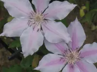 020.webp
