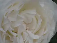 021.webp