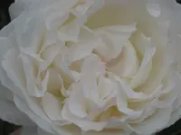 023.webp