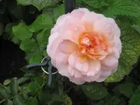 025.webp