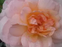 027.webp