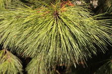 IMG_1843.webp