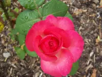 100_2996_800x600.webp
