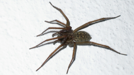 Spinne (3).webp
