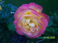 008.webp