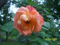 010.webp