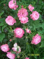 011.webp