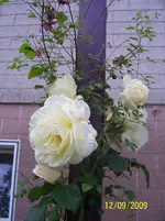009.webp