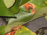 IMG_5323 Birnenrost.webp