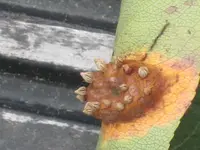 IMG_5316 Birnenrost.webp