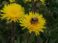 100_3267.webp