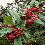 cotoneaster_saintmonica mit Früchte.webp