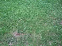 Wiese02 20.9.09.webp