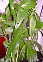 PICT6126.webp
