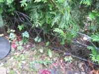005.webp