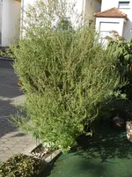DSCF0791.webp