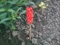 IMG004.webp