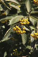 IMG_1897.webp