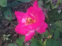 8203.webp