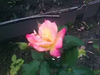 8204.webp
