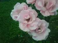 8207.webp