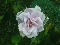 8210.webp