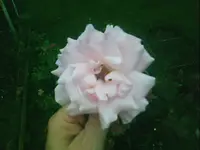 8211.webp