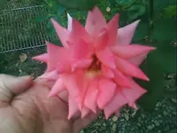 8212.webp