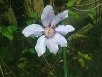 8213.webp