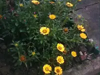 8226.webp