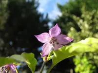Zierpaprika Blüte.webp