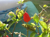 Zierpaprika Paprika.webp